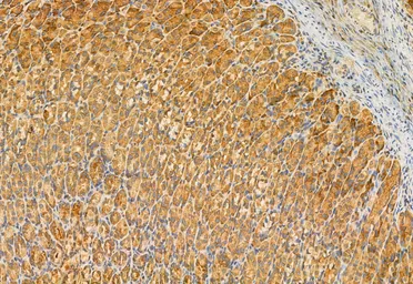 Anti-MCD antibody used in IHC (Paraffin sections) (IHC-P). GTX04518