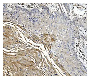 Anti-Gasdermin D antibody [6D11] used in IHC (Paraffin sections) (IHC-P). GTX04538