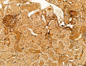Anti-TIP47 antibody used in IHC (Paraffin sections) (IHC-P). GTX04559