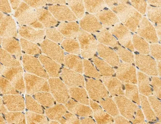 Anti-TIP47 antibody used in IHC (Paraffin sections) (IHC-P). GTX04559