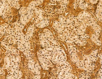 Anti-TIP47 antibody used in IHC (Paraffin sections) (IHC-P). GTX04559