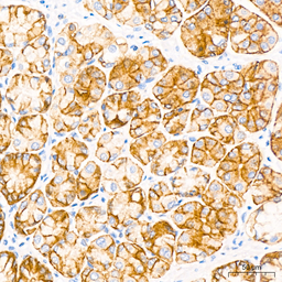 Anti-Claudin 18.2 antibody [ARC5062-02] used in IHC (Paraffin sections) (IHC-P). GTX04575