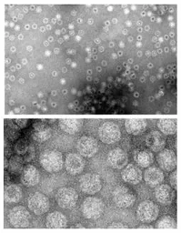 Canine parvovirus type 2b VP2 protein. GTX04616-pro