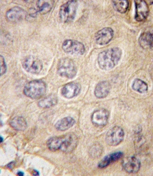 Anti-EDA antibody used in IHC (Paraffin sections) (IHC-P). GTX04634