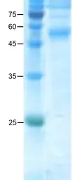 Dengue virus type 2 Envelope protein. GTX04675-pro
