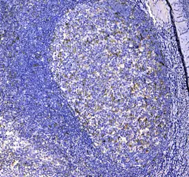 Anti-CD11c antibody used in IHC (Paraffin sections) (IHC-P). GTX04686