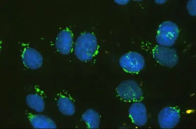 Anti-GM130 antibody [6D4] used in Immunocytochemistry/ Immunofluorescence (ICC/IF). GTX04699