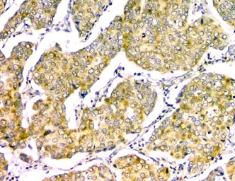 Anti-GM130 antibody [6D4] used in IHC (Paraffin sections) (IHC-P). GTX04699