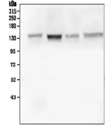 Anti-GM130 antibody [6D4] used in Western Blot (WB). GTX04699