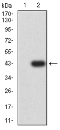 Anti-CD79a antibody [4A10D12] used in Western Blot (WB). GTX04701