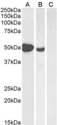 Anti-FOXP3 antibody used in Western Blot (WB). GTX04725