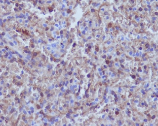 Anti-Hemoglobin alpha antibody [EGI-8] used in IHC (Paraffin sections) (IHC-P). GTX04752