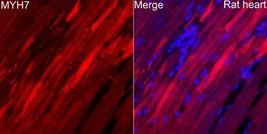 Anti-MYH7 antibody used in IHC (Paraffin sections) (IHC-P). GTX04788