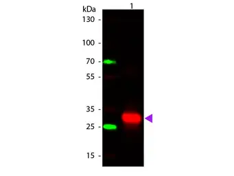 Rabbit Anti-Human IgG (Fc) antibody. GTX04808