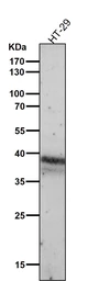 Anti-CDX2 antibody [AFA-3] used in Western Blot (WB). GTX04824