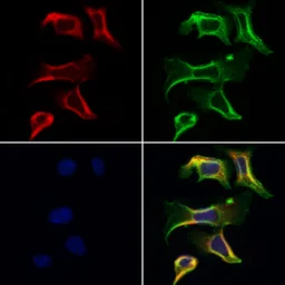 Anti-GnRH1 antibody used in Immunocytochemistry/ Immunofluorescence (ICC/IF). GTX04860