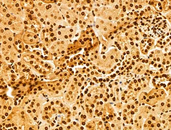 Anti-NUDT21 antibody used in IHC (Paraffin sections) (IHC-P). GTX04874