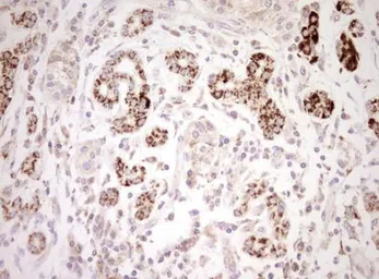 Anti-NR0B2 antibody [OTI7B5] used in IHC (Paraffin sections) (IHC-P). GTX04884
