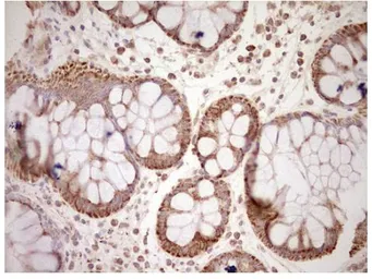 Anti-NR0B2 antibody [OTI7B5] used in IHC (Paraffin sections) (IHC-P). GTX04884