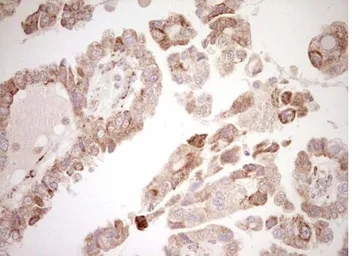 Anti-NR0B2 antibody [OTI7B5] used in IHC (Paraffin sections) (IHC-P). GTX04884