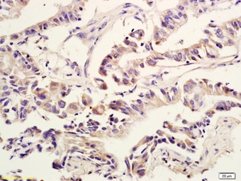 Anti-Amphiregulin antibody used in IHC (Paraffin sections) (IHC-P). GTX04890