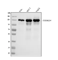 Anti-TIF1 alpha antibody [4G6C2] used in Western Blot (WB). GTX04912