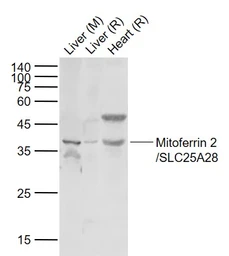 Anti-SLC25A28 antibody used in Western Blot (WB). GTX04929