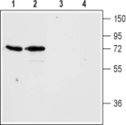 Anti-Histamine H3 Receptor antibody used in Western Blot (WB). GTX04934