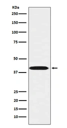 Anti-LHX3 antibody [24L36] used in Western Blot (WB). GTX04986