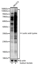 Anti-Lactic acid-Lysine antibody used in Western Blot (WB). GTX05002