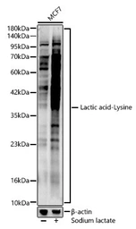 Anti-Lactic acid-Lysine antibody used in Western Blot (WB). GTX05002