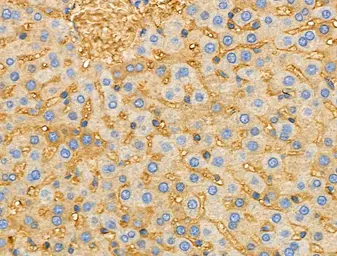 Anti-TREM1 antibody used in IHC (Paraffin sections) (IHC-P). GTX05054