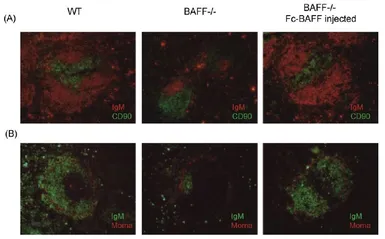 Human BAFF protein, human IgG1 Fc tag (active). GTX05099-pro