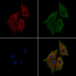 Anti-NLRP3 antibody used in Immunocytochemistry/ Immunofluorescence (ICC/IF). GTX05106