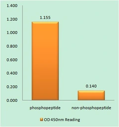Anti-Casein Kinase 1 alpha (phospho Thr321) antibody used in ELISA (ELISA). GTX05107