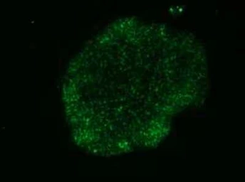 Anti-TRA-1-60 antigen antibody [TRA-1-60] used in Immunocytochemistry/ Immunofluorescence (ICC/IF). GTX05127