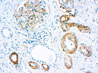Anti-Laminin antibody [4C7] (ready-to-use) used in IHC (Paraffin sections) (IHC-P). GTX05130