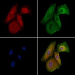 Anti-OPA1 antibody used in Immunocytochemistry/ Immunofluorescence (ICC/IF). GTX05152