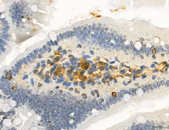 Anti-NEU4 antibody used in IHC (Paraffin sections) (IHC-P). GTX05156