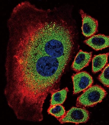 Anti-NEU2 antibody used in Immunocytochemistry/ Immunofluorescence (ICC/IF). GTX05157