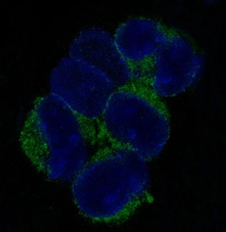 Anti-VCAM1 / CD106 antibody [DCA-22] used in Immunocytochemistry/ Immunofluorescence (ICC/IF). GTX05158