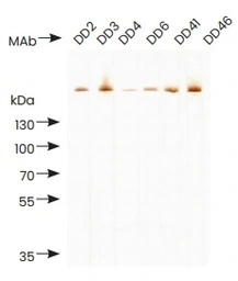 Human D-dimer protein. GTX05172-pro
