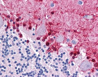 Anti-KLF2 antibody used in IHC (Paraffin sections) (IHC-P). GTX05228