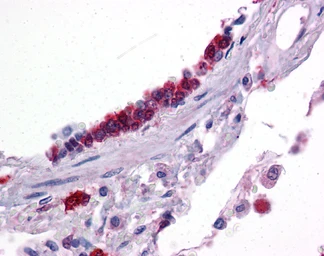 Anti-KLF2 antibody used in IHC (Paraffin sections) (IHC-P). GTX05228