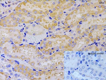 Anti-ST2 antibody used in IHC (Paraffin sections) (IHC-P). GTX05232