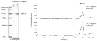 Anti-BACH1 antibody [ARC56290] used in Western Blot (WB). GTX05233