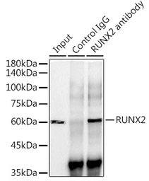 Anti-RUNX2 antibody [ARC0362] used in Immunoprecipitation (IP). GTX05264