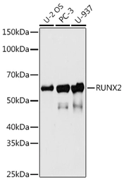 Anti-RUNX2 antibody [ARC0362] used in Western Blot (WB). GTX05264