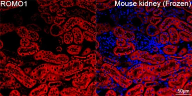 Anti-ROMO1 antibody [ARC71752] used in IHC (Frozen sections) (IHC-Fr). GTX05275