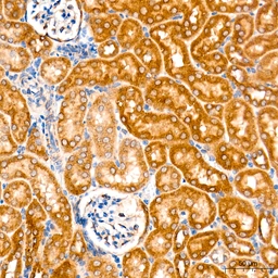 Anti-ROMO1 antibody [ARC71752] used in IHC (Paraffin sections) (IHC-P). GTX05275